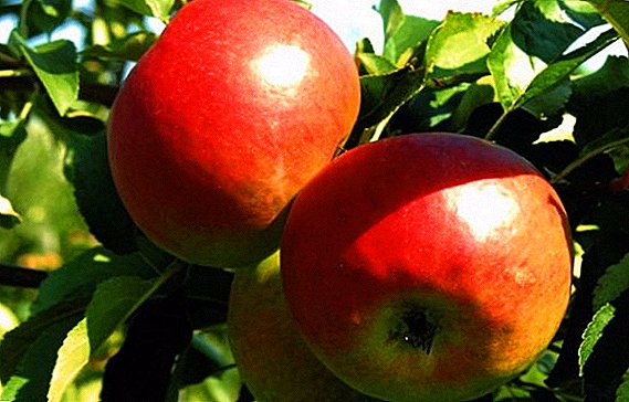 Како да расте Zhigulevskoe јаболкници во мојата градина