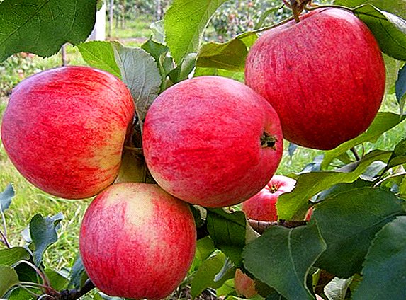 Como cultivar unha mazá "Melbu" no seu xardín