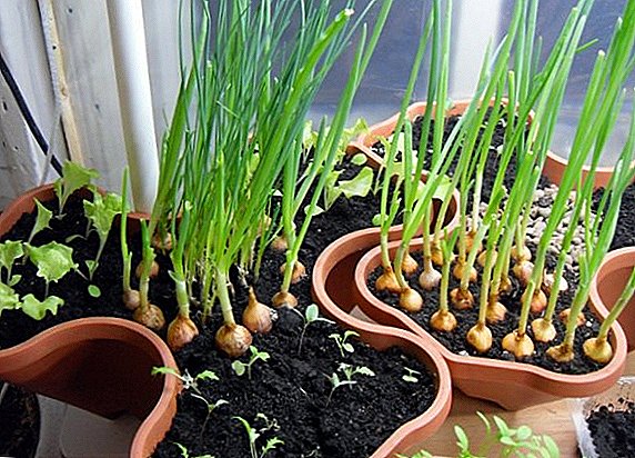 Како да расте зелен кромид на прозорецот
