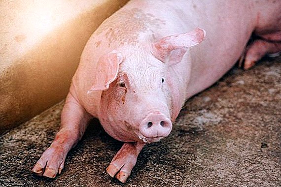 Kumaha nyabut cacing di babi jeung piglets
