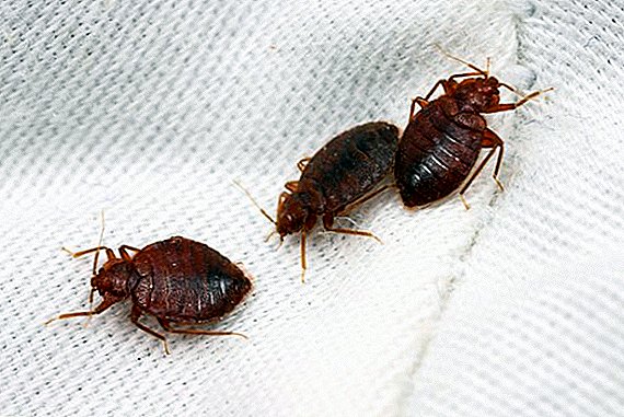 Si të merrni bedbugs në shtëpi me veten