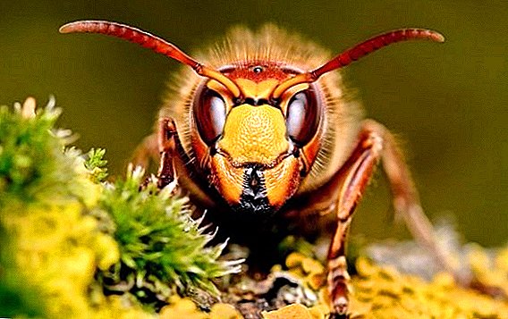 Conas na hornets a bhaint as an dacha nó as an apiary