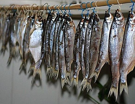 Како да се исуши риба, фази, рецепт за сушење дома
