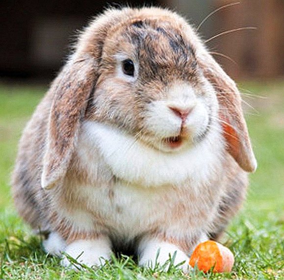 ວິທີການຫາ rabbit ຢູ່ເຮືອນ