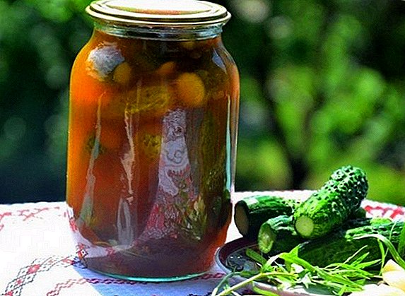 Како да се затвори краставици со кечап чили за зимата: најдобар рецепт