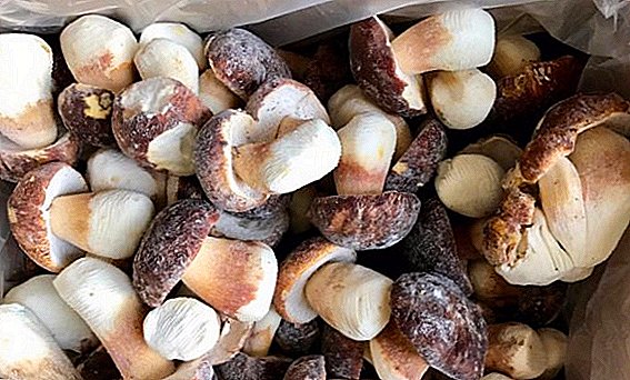 Како да се замрзне за зимските бели печурки: сурови, варени, пржени