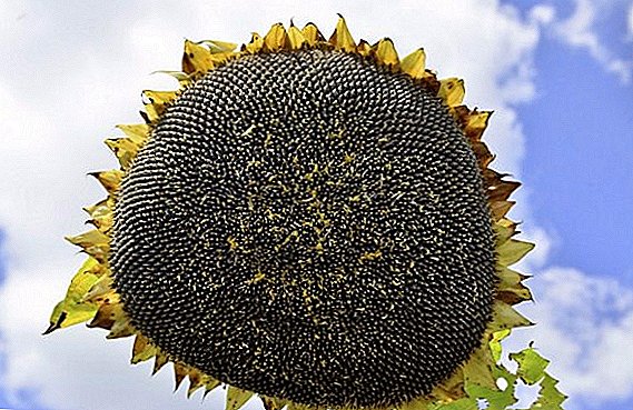 Quam ut protegere a morbo sunflowers
