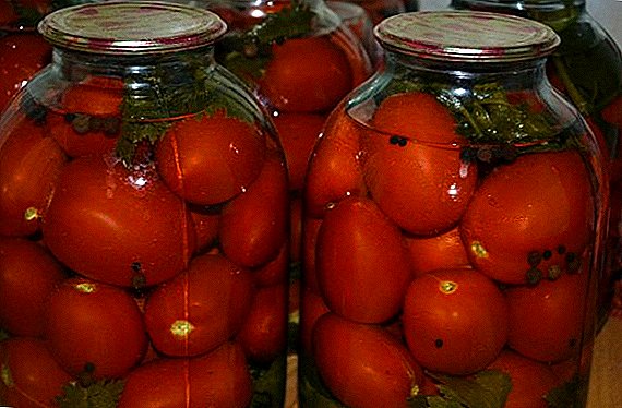 ٹماٹروں کو چننا اور نمکین کس طرح بینکوں میں مفید ہیں