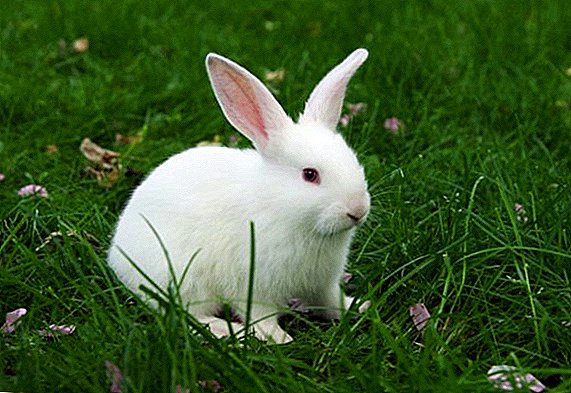 خرگوش کیا پیشاب ہے؟