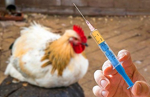 Que antibióticos dan galiñas