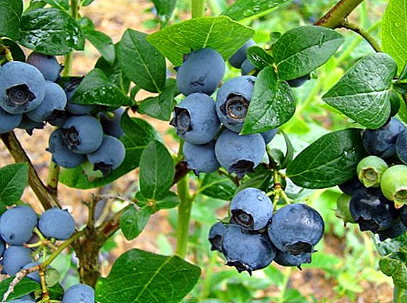 X'inhuma l-pesti tal-blueberry