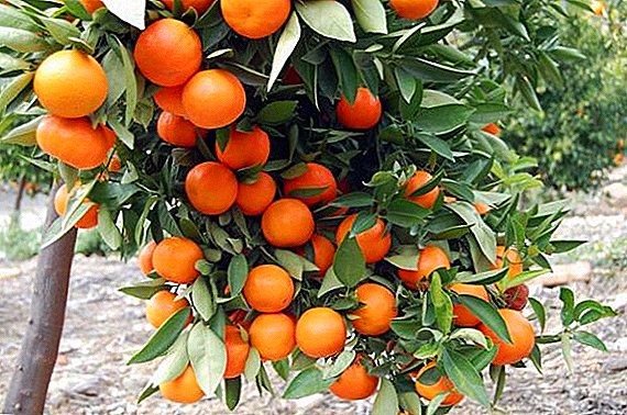 Cales son as pragas das mandarinas?