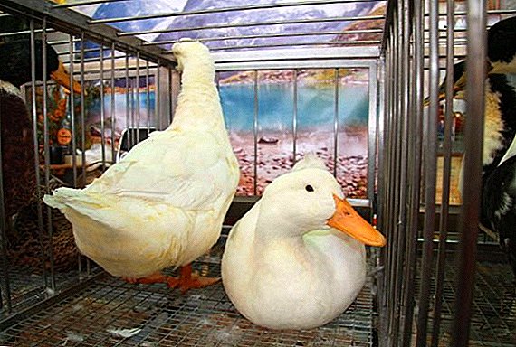 Naon panyakit anu picilakaeun pikeun ducks