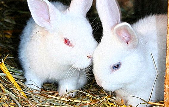 چه نوع مکمل باید به خرگوش داده شود؟