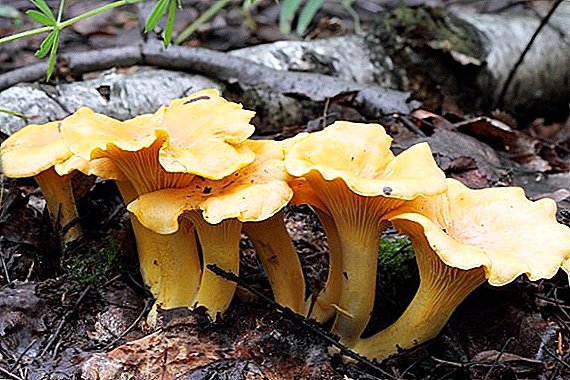 Што печурки растат во регионот Краснодар