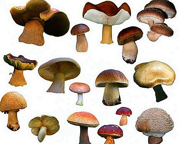Kakve gljive rastu u Primorskom kraju