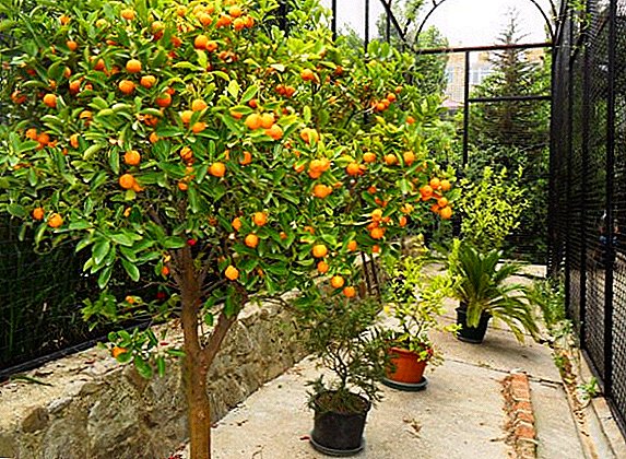 Zer mandarinek lur irekian landatu daitezke