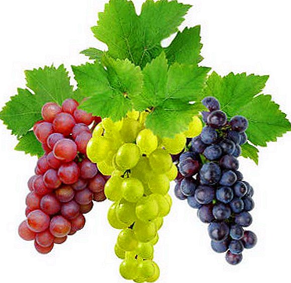 ຢາຊະນິດໃດທີ່ຈະນໍາໃຊ້ໃນສວນໄຮ່ອງຸ່ນ: fungicides ສໍາລັບ grapes