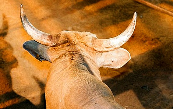Šta su rogovi bika: anatomija, za šta se koristi, da li raste
