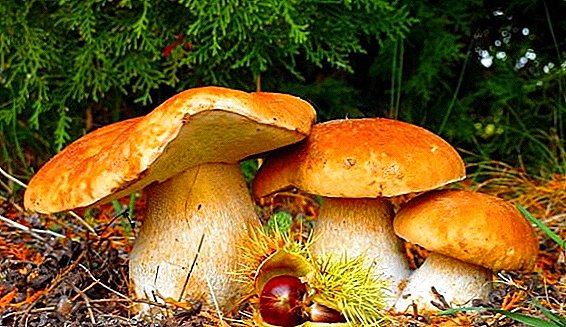 Што јадење печурки расте во есен