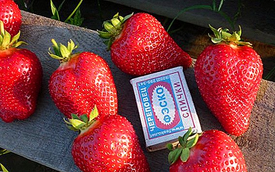 Çi cûreyên strawberries baştirîn ji bo di nav deverên pêşveçûnê de çêtirîn in