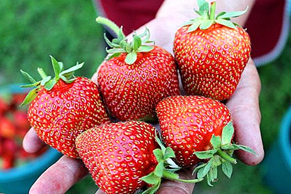 सायबेरियासाठी कोणती स्ट्रॉबेरी प्रकारची उपयुक्त आहेत