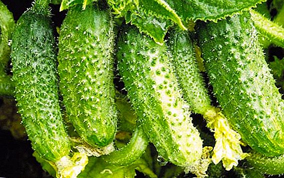 Waɗanne irin cucumbers ne mafi kyau shuka a cikin ƙasa mai bude?