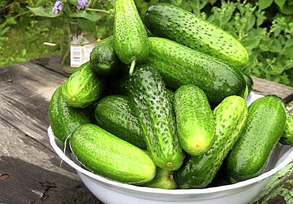 Watter rasse van komkommers is geskik vir die groei in die noordweste van die land