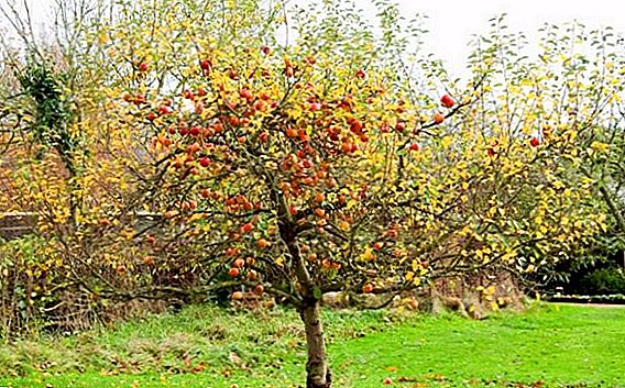 Kakva đubriva treba da donose u jesen pod voćkama