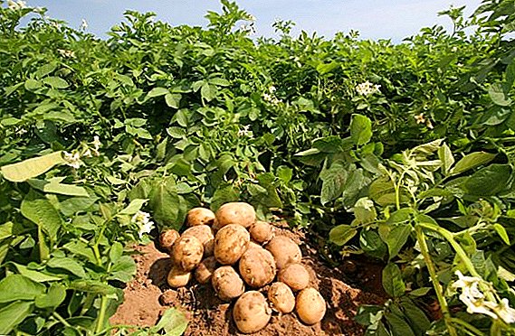 Quam eligere potatoes in viridi stercoris