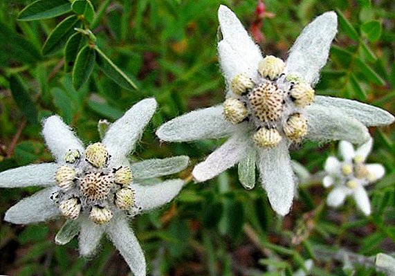 Que tipos de edelweiss axeitado para os produtores de flores