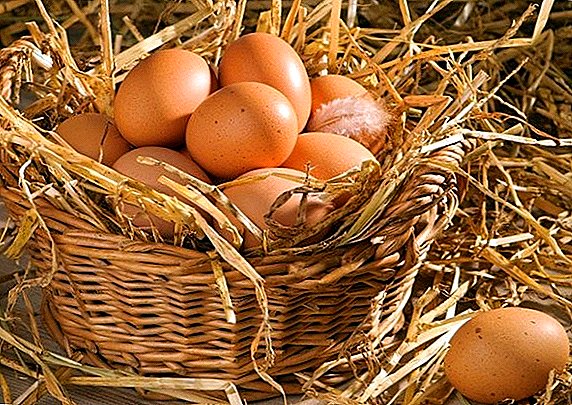 Que tipo de vitaminas necesitan os polos para poñer ovos?