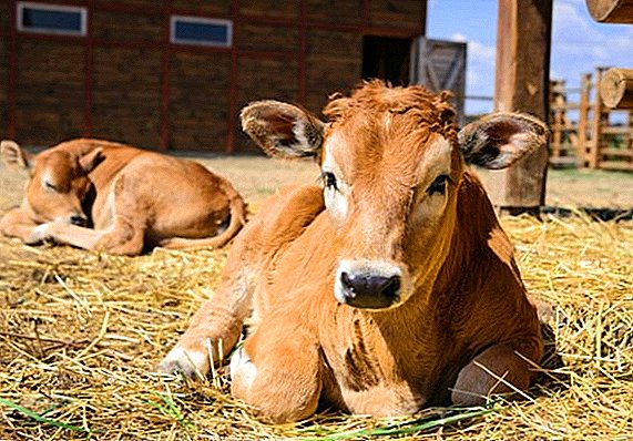 Vitamin naon anu aya anu gaduh hiji sapi pikeun pesat tumuwuhna gancang?