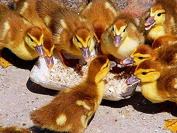 Wat Vitamins sollten Ducklings ginn, hir Benotzung