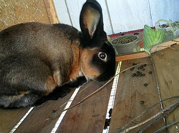 Que piso é mellor para coellos nunha gaiola