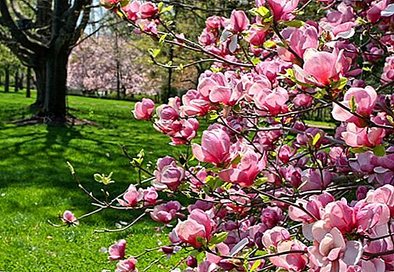 Çfarë magnolia bimore në kopsht
