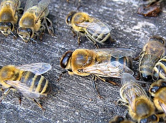 Que papel fan os drones na colonia de abellas?
