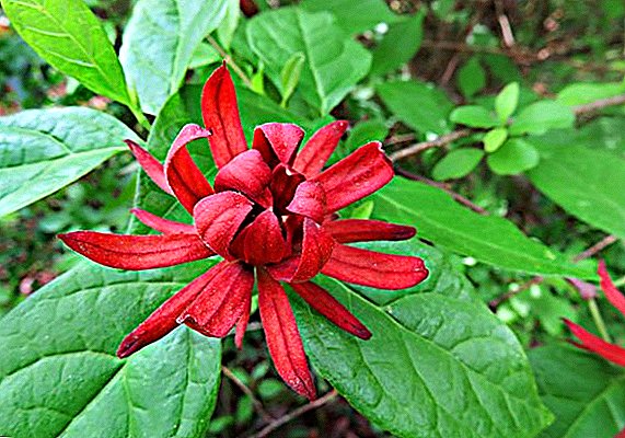 Blooming calicant: шинондани ва ғамхорӣ