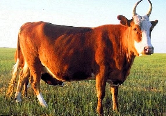 Kalebu jenis lembu