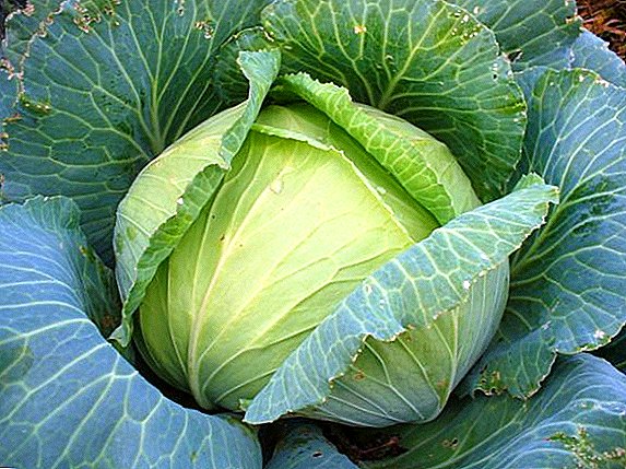 Cabbage "Dzhetodor": mga kinaiya, cultivation agrotechnology