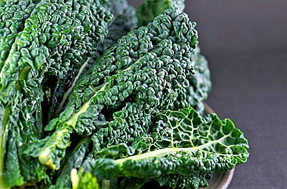 Cabbage Kale: kundin iri