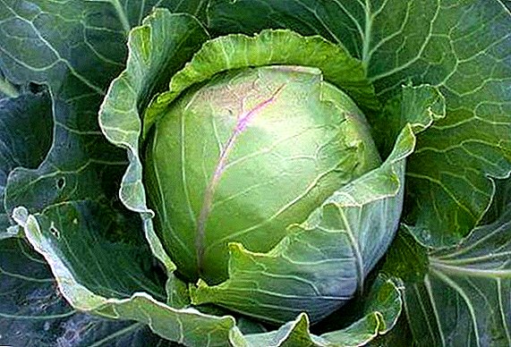 Kabantog sa Cabbage: kinaiya sa matang, pagpananom ug pag-atiman