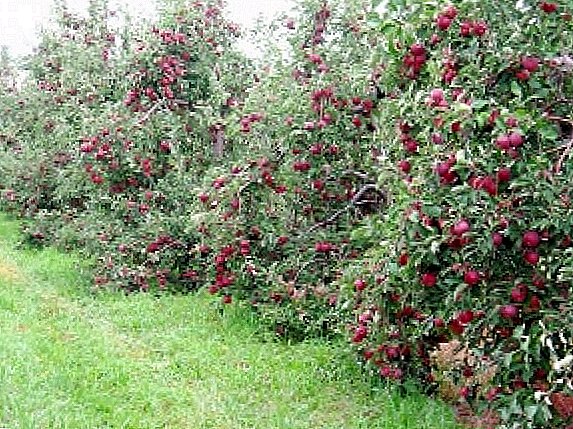 Vrste patuljastih jabuka: opis i njega