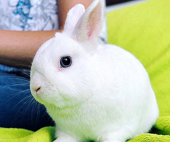Rabbit ຫອຍ Hermelin: ລັກສະນະຂອງການລ້ຽງ