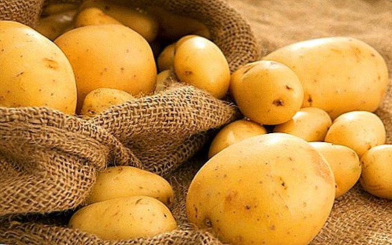 Patatas "Queen Anne": mabunga at napapanatiling