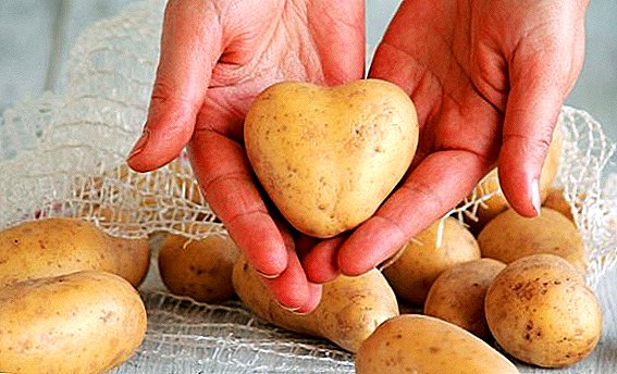 Krompir: korisna svojstva i kontraindikacije