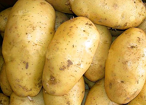 Potato Sante: kufotokoza ndi kulima