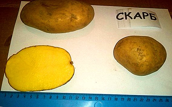 Skarb Kartoffel: Charakteristiken, landwirtschaftlech Kultivatioun
