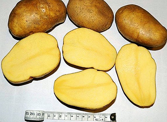 Potatoes «Tuleevsky ': res cuiusque propriae, rusticarum cultura