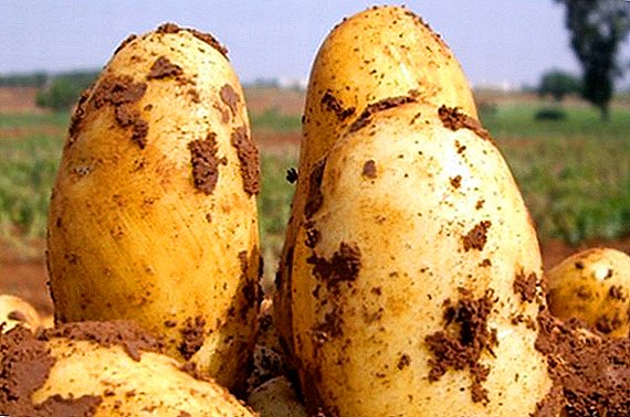 Uladar de pataca: descrición da variedade e características de cultivo
